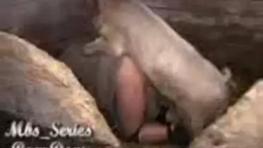 Sexvibu - Boar_penetration - Indian Porn Tube Video